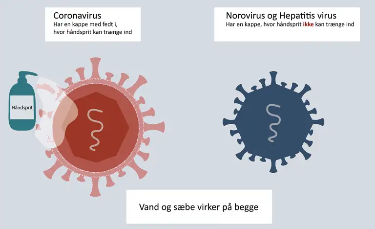 grafik af en coronavirus og en norovirus, hvor h&aring;ndsprit kun virker p&aring; coronavirus