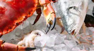 Krabbe og fisk i isterninger