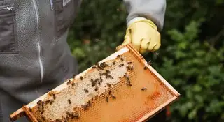 Biavler med honning