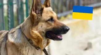 Hund med ukrainsk flag
